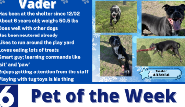 Pet of the Week: Vader