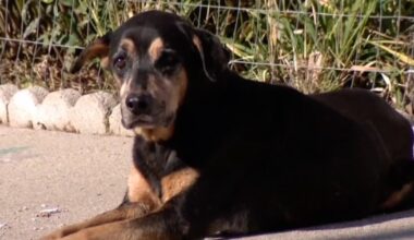 What to do if you spot an animal outside in freezing weather