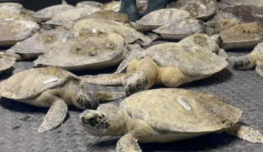Major cold-stunning event expected to impact thousands of sea turtles