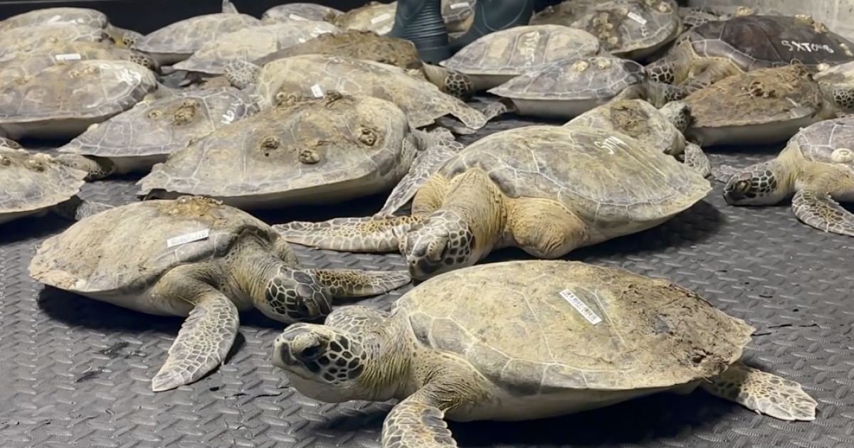 Major cold-stunning event expected to impact thousands of sea turtles
