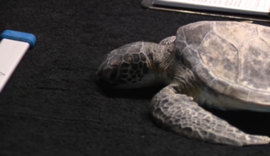 High-tech helps cold-stunned sea turtles in Texas