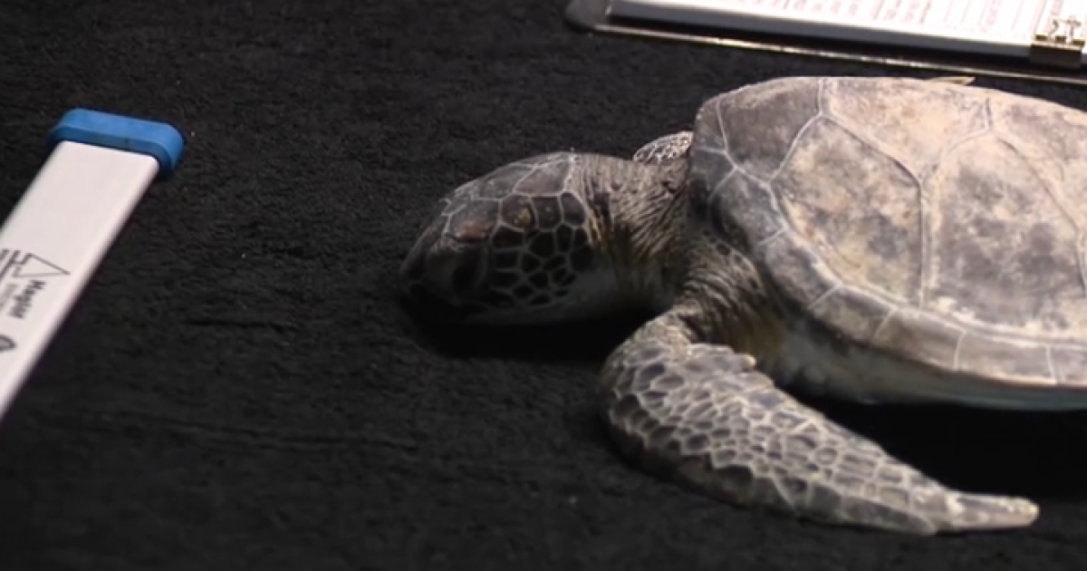 High-tech helps cold-stunned sea turtles in Texas