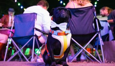 Austin elects first dog mayor of 37th Street, Mo Bamba