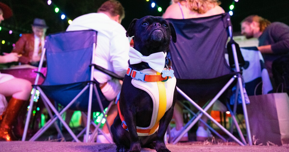 Austin elects first dog mayor of 37th Street, Mo Bamba