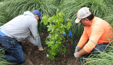 This tree orbited the moon. Now, it’s a symbol for space, conservation education at UTA