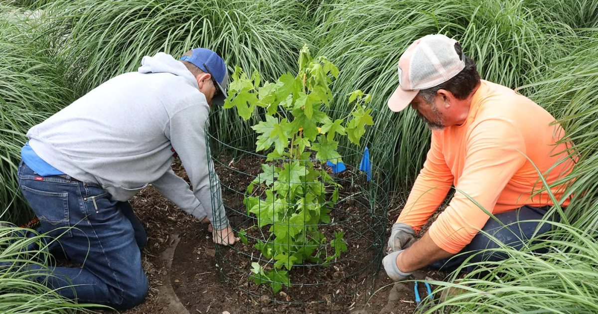 This tree orbited the moon. Now, it’s a symbol for space, conservation education at UTA