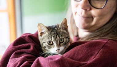 Hundreds of pets in Austin found foster homes before freeze