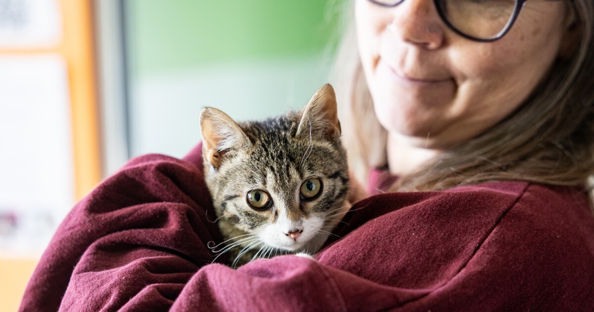 Hundreds of pets in Austin found foster homes before freeze