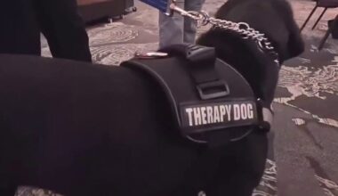 Texas State University PD swears in new therapy dogs