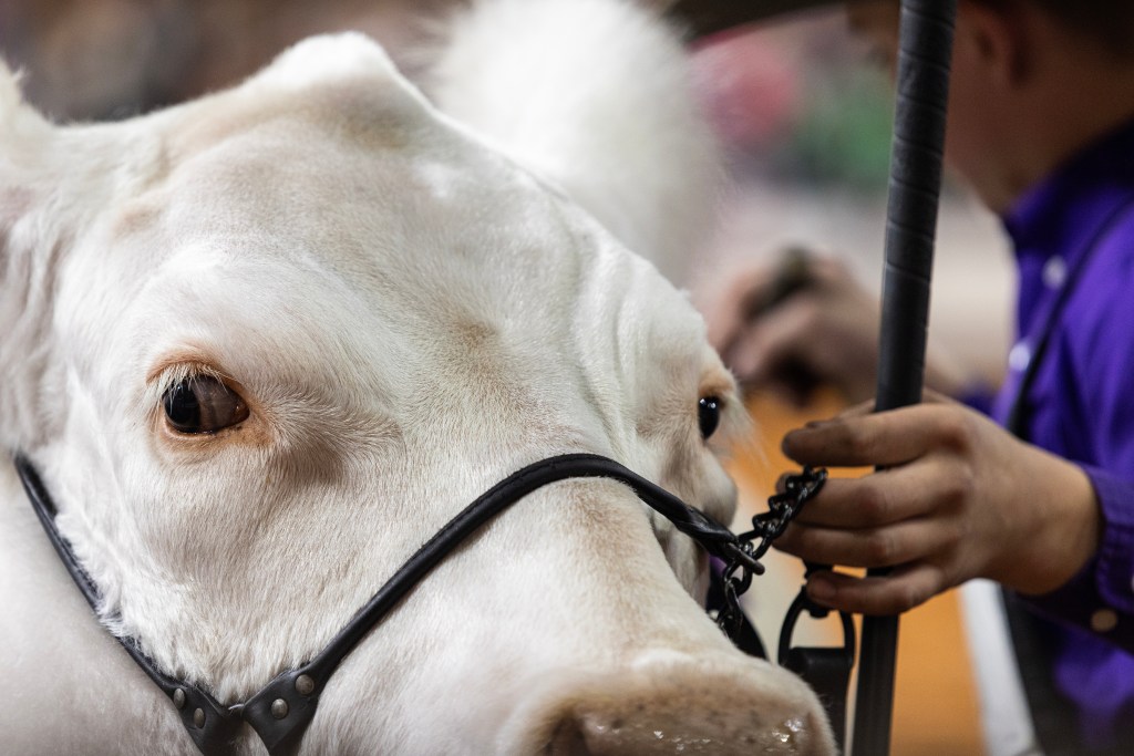 (Maria Crane | Fort Worth Report/CatchLight Local/Report for America)