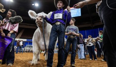 White Castle, hungry for win, nabs grand champion steer at Fort Worth Stock Show
