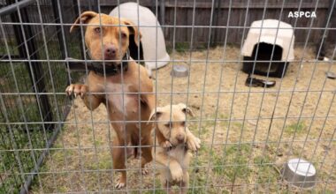 207 dogs rescued in Dallas from suspected dogfighting operation