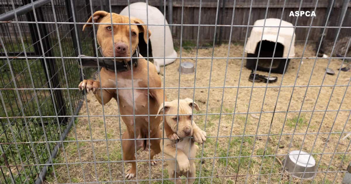 207 dogs rescued in Dallas from suspected dogfighting operation