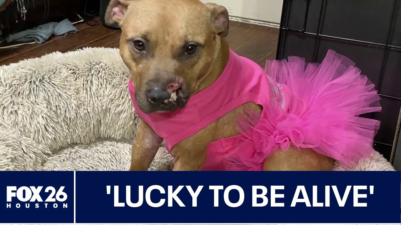 Former 'bait dog' in the running for 'America's Favorite Pet'