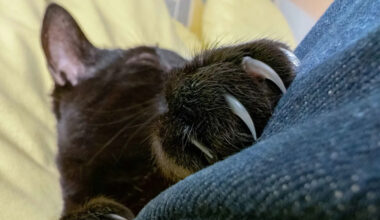 Yahoo lifestyle home