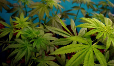 Permanent rules put in place for Texas hemp industry