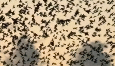 San Antonio visual artist Mark Menjívar's latest exhibition debuts Friday