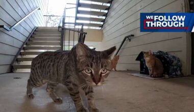 Community rallies to safeguard stray cats months after kitten strangled at Southwest Side complex