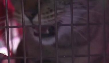 Community rallies to safeguard stray cats months after kitten strangled at SW Side complex