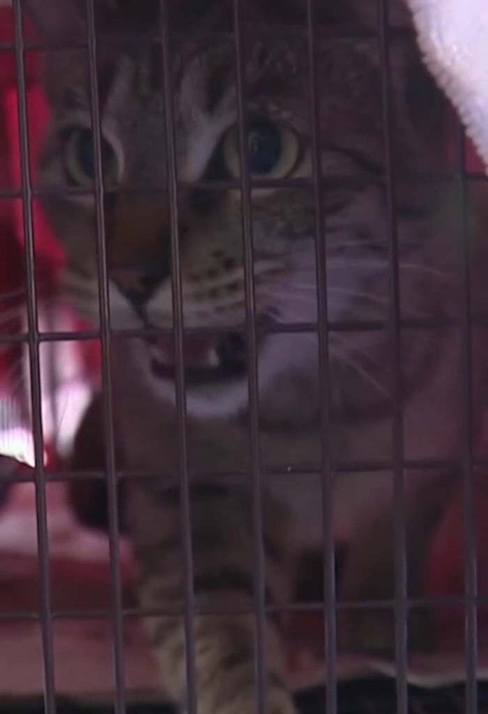 Community rallies to safeguard stray cats months after kitten strangled at SW Side complex