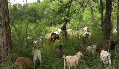 Dallas hires 200 goats to clear invasive plants at White Rock Lake