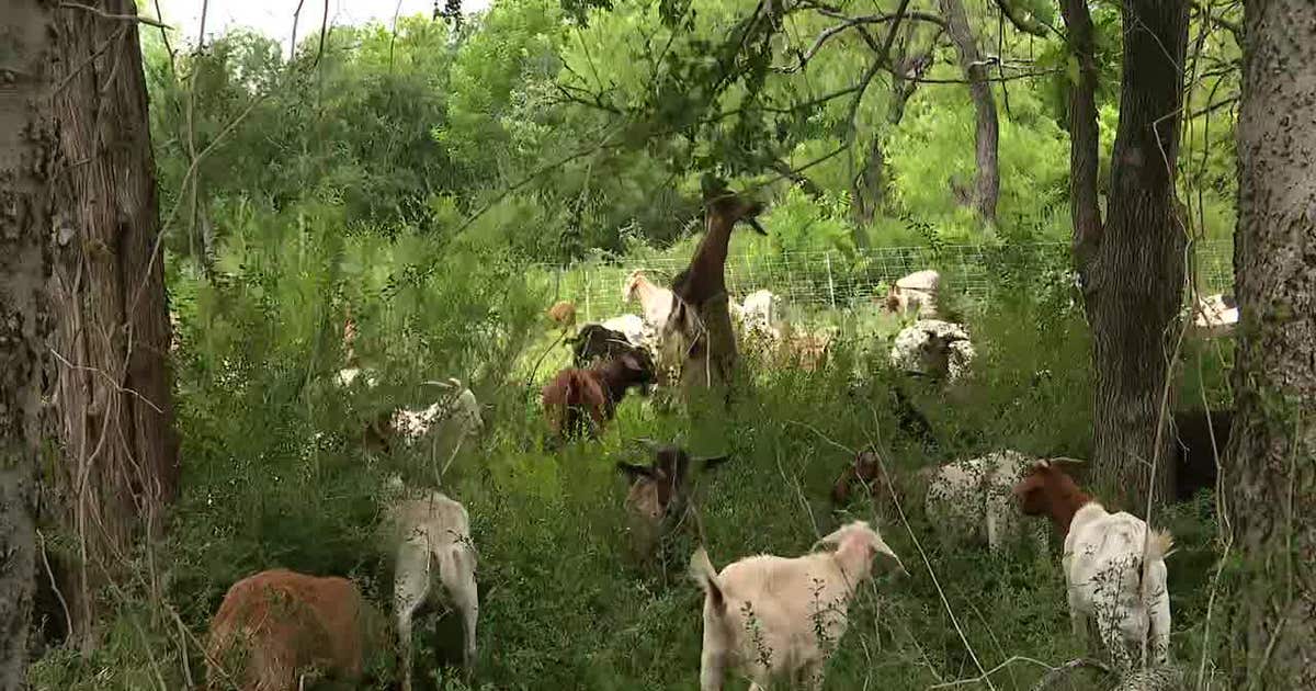 Dallas hires 200 goats to clear invasive plants at White Rock Lake