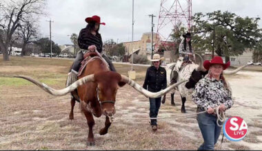 Cross T Ranch is bringing the longhorns to the streets of downtown SA