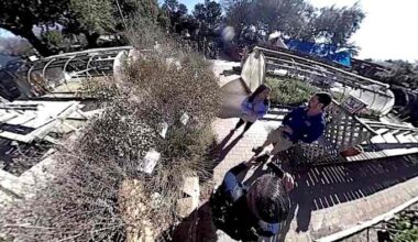 How to tell if your plants survived the winter weather in San Antonio