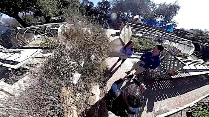 How to tell if your plants survived the winter weather in San Antonio