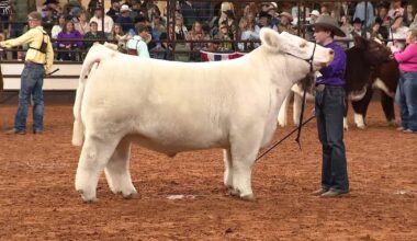 Fort Worth Stock Show & Rodeo's final weekend includes championship steer auction