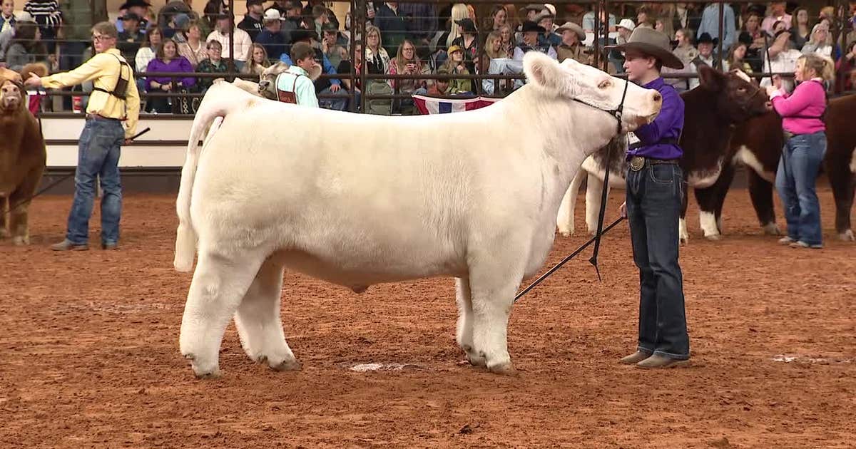 Fort Worth Stock Show & Rodeo's final weekend includes championship steer auction