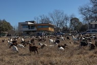 Goats can be seen grazing just across the street from the Bath House Cultural Center Feb. 5,...