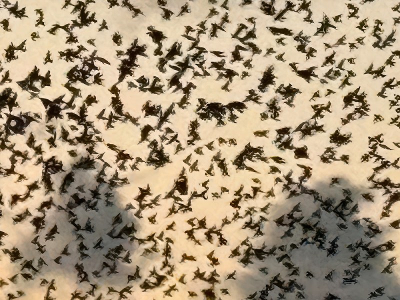 San Antonio visual artist Mark Menjívar’s latest exhibition  debuts Friday