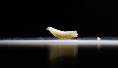 Texas cattle ranchers fear the return of a flesh-eating pest