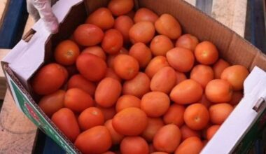 More than 700 families fed during San Antonio Food Bank, Boeing distribution event