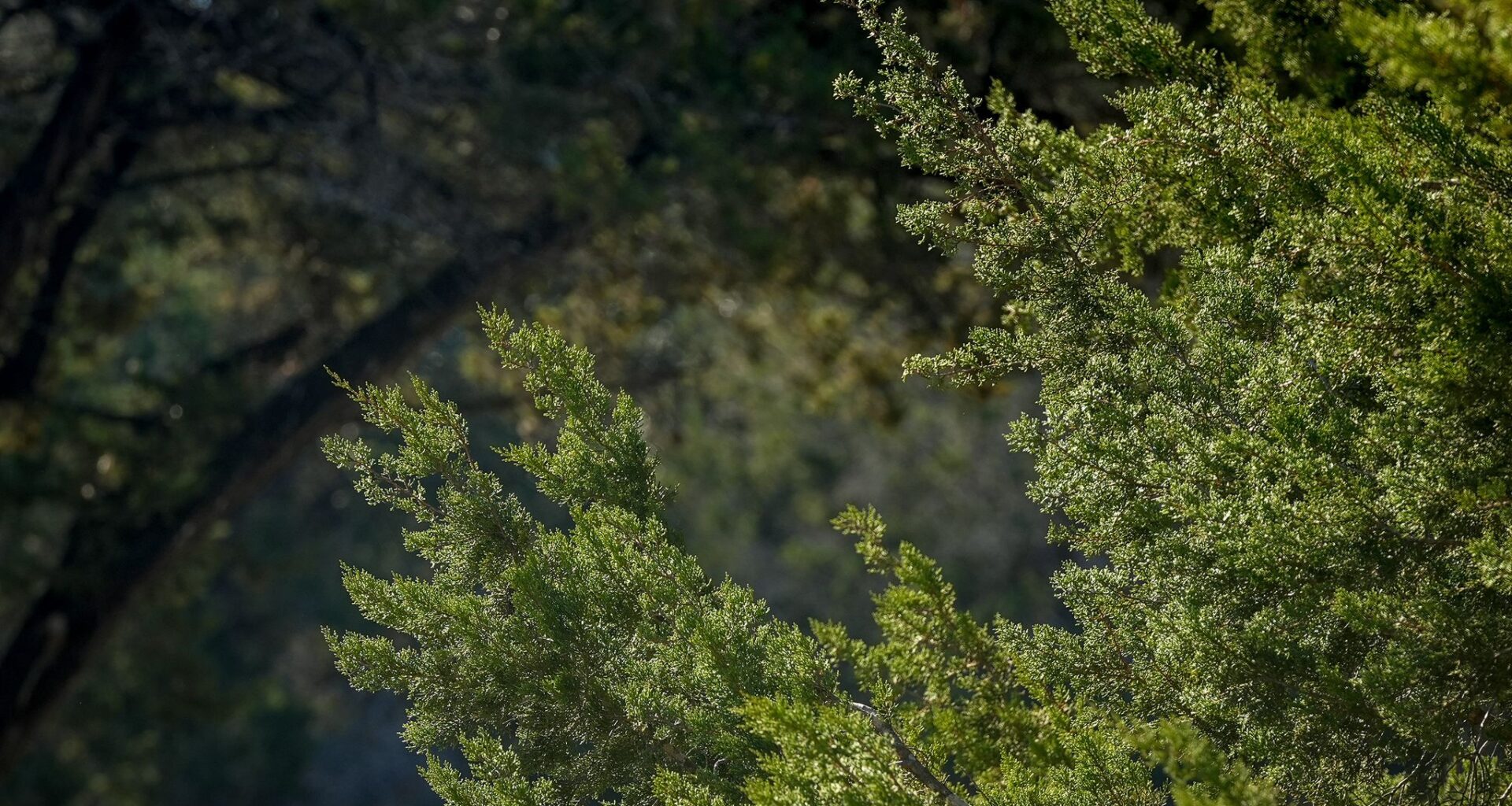 Cedar fever, ragweed and mold seasons