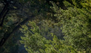 Cedar fever, ragweed and mold seasons