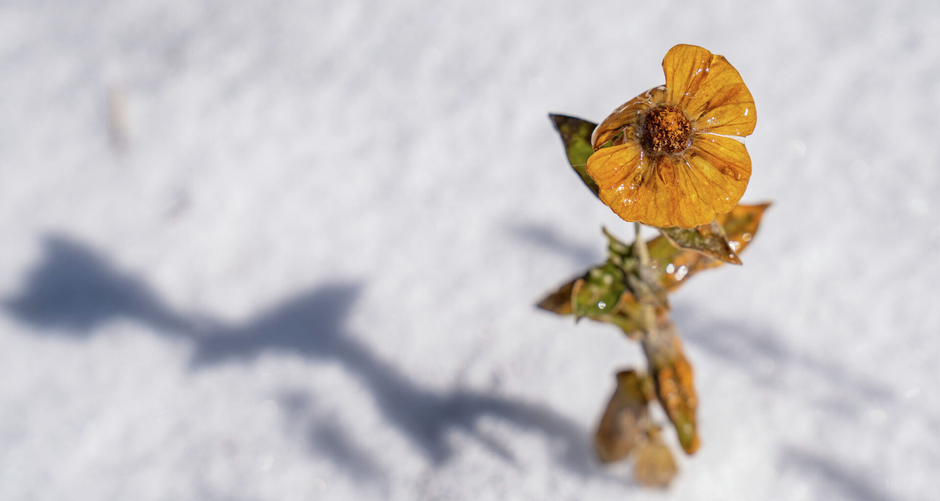 Construction continues on Samsung's new plant near Taylor on Oct. 16, 2025. Company officials said a third-party contractor working on the site died Wednesday morning.
