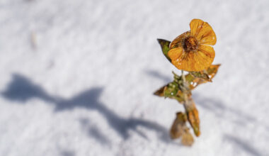 Construction continues on Samsung's new plant near Taylor on Oct. 16, 2025. Company officials said a third-party contractor working on the site died Wednesday morning.