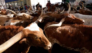 Texans indicted in connection to $220M in cattle fraud