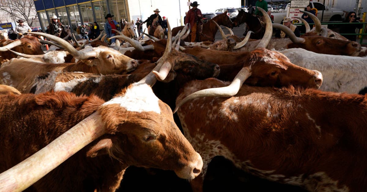 Texans indicted in connection to $220M in cattle fraud