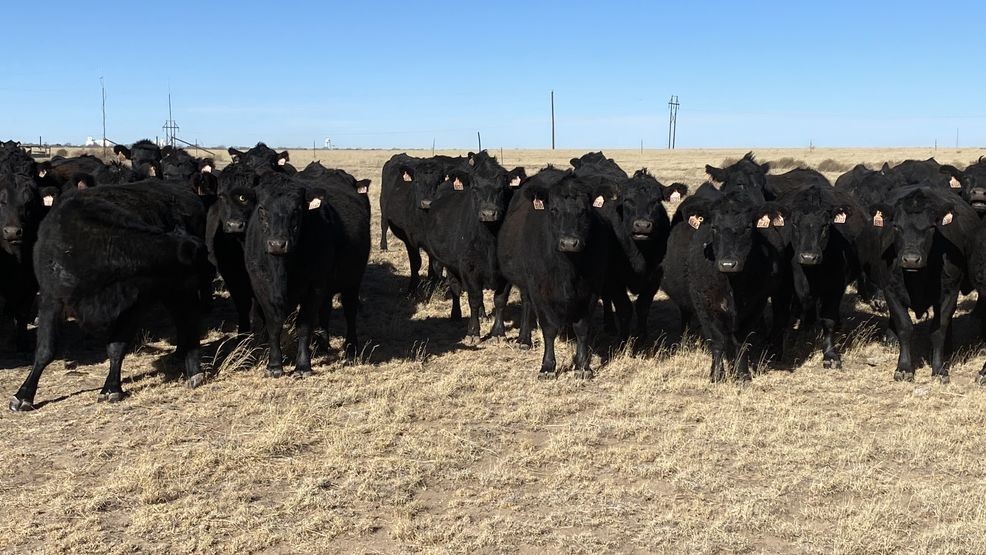 Texas A&M AgriLife Extension Service hosted a risk and protection seminar for crops and livestock in the Texas Panhandle and parts of Lubbock on Wednesday. Ag Producers and ranchers who attended the program earned 8 CEUs. (Drew Powell/KVII)