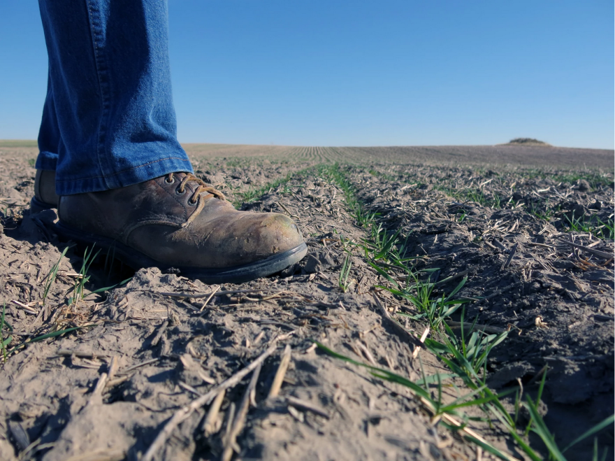 A close up of a farmer's brown work boot in a farm field