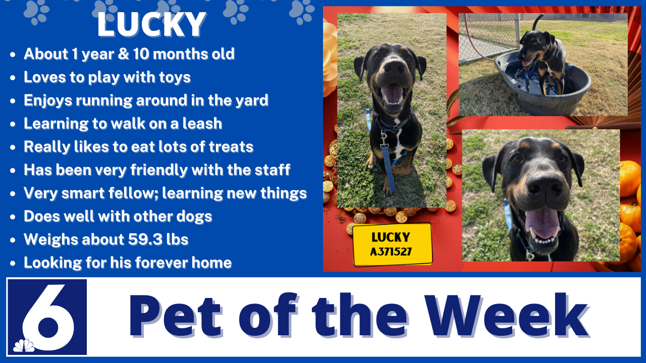 Pet of the Week: Lucky 