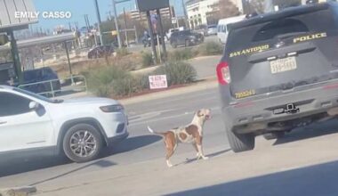 San Antonio police launch investigation after dog left behind during owner’s arrest