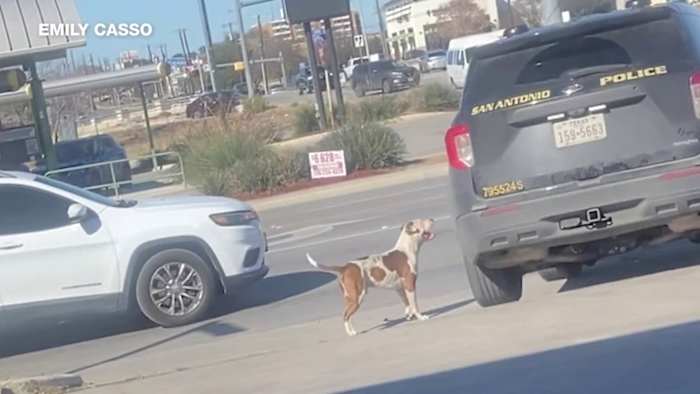San Antonio police launch investigation after dog left behind during owner’s arrest