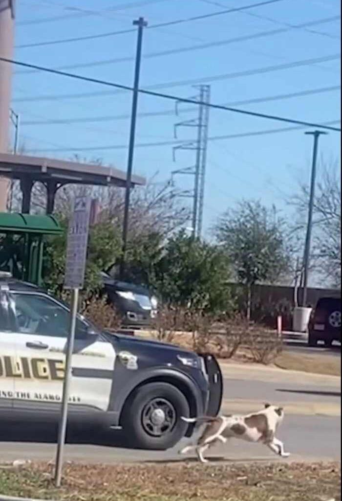 San Antonio police launch investigation after dog left behind during owner’s arrest