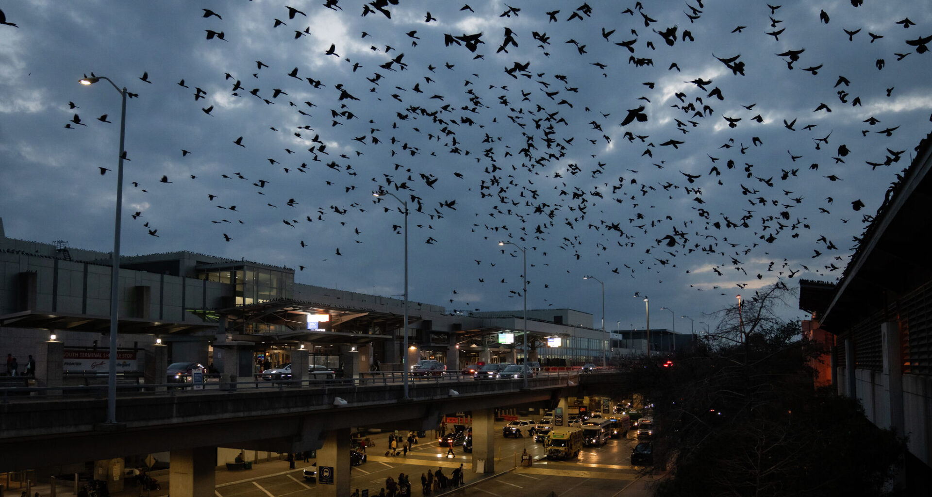 Why are there so many grackles in Austin and Central Texas?