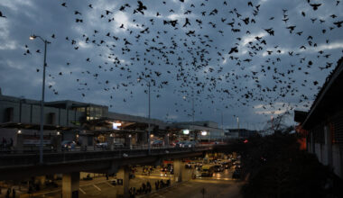 Why are there so many grackles in Austin and Central Texas?