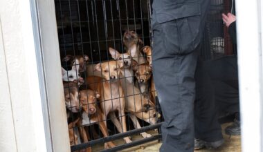 Humane Society of Greater Kansas City caring for 50+ dogs